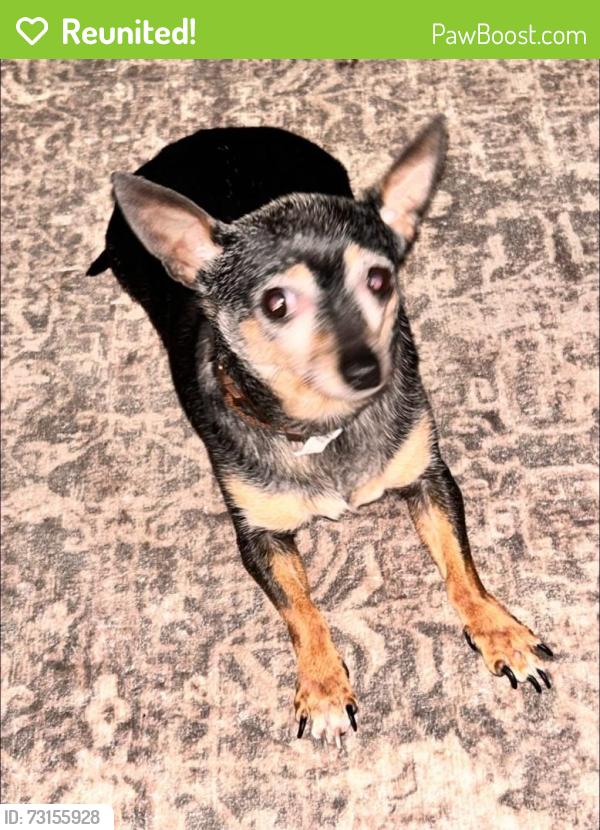 Reunited Female Dog last seen First irving cherch, Irving, TX 75060