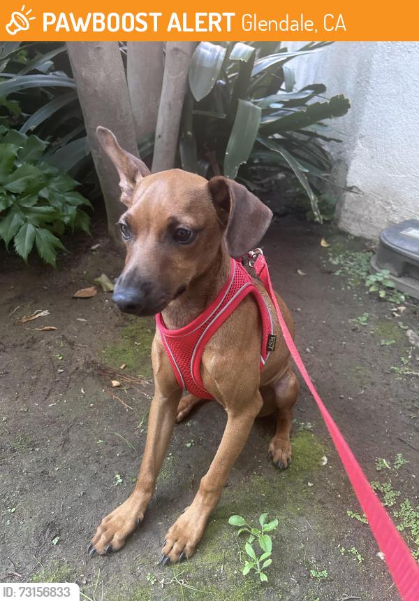Found/Stray Male Dog last seen Brand & Central, Glendale, CA 91202