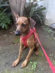 Found/Stray Male Dog last seen Brand & Central, Glendale, CA 91202