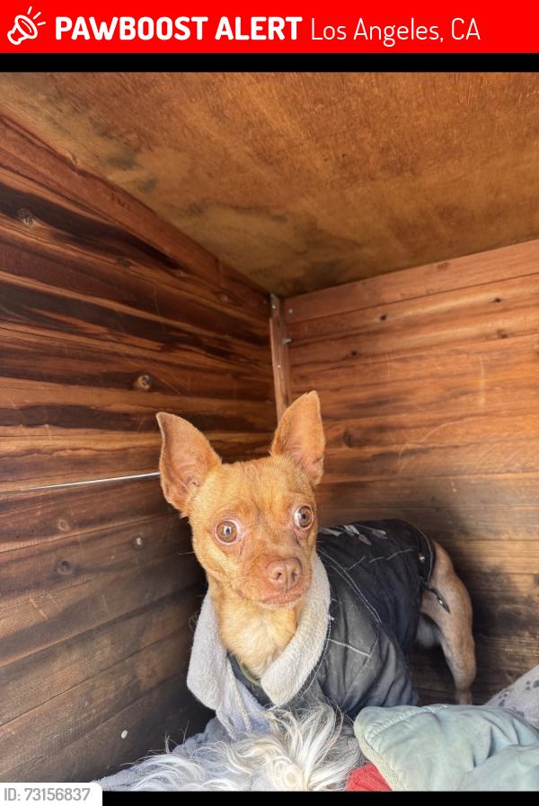 Lost Male Dog last seen Main, Los Angeles, CA 90044