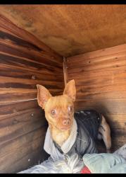 Lost Male Dog last seen Main, Los Angeles, CA 90044