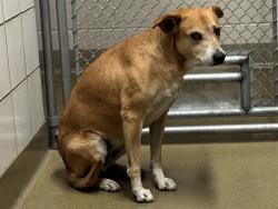 Shelter Stray Female Dog last seen Near BLOCK N NEVADA AVE, COLORADO SPRINGS, CO 80907, 610 Abbot Ln, Colorado Springs, CO 80905, USA