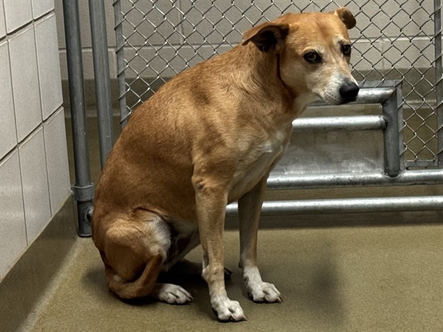 Shelter Stray Female Dog last seen Near BLOCK N NEVADA AVE, COLORADO SPRINGS, CO 80907, 610 Abbot Ln, Colorado Springs, CO 80905, USA