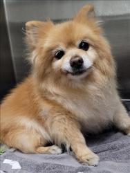 Shelter Stray Female Dog last seen , 1850 W 60th St, Los Angeles, CA 90047, USA