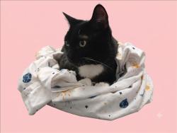 Shelter Stray Female Cat last seen , 1850 W 60th St, Los Angeles, CA 90047, USA