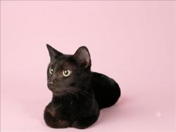Shelter Stray Female Cat last seen , 1850 W 60th St, Los Angeles, CA 90047, USA