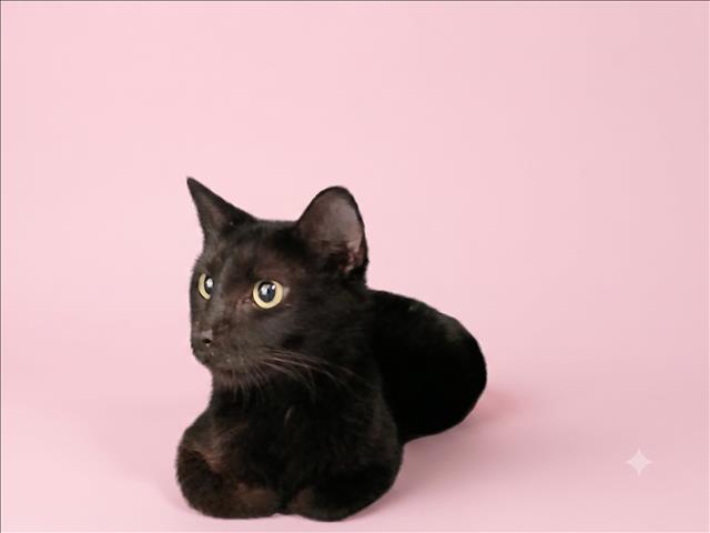 Shelter Stray Female Cat last seen , 1850 W 60th St, Los Angeles, CA 90047, USA