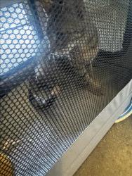 Shelter Stray Female Cat last seen , 1850 W 60th St, Los Angeles, CA 90047, USA
