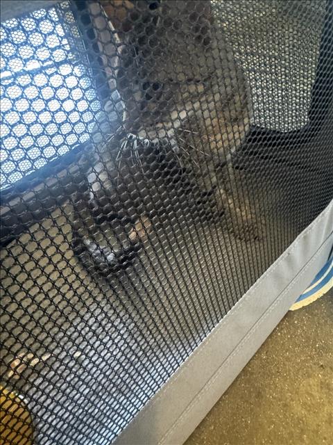 Shelter Stray Female Cat last seen , 1850 W 60th St, Los Angeles, CA 90047, USA
