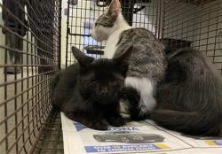 Shelter Stray Female Cat last seen , 1850 W 60th St, Los Angeles, CA 90047, USA
