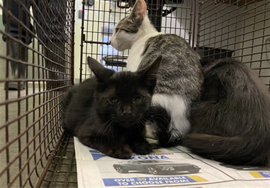 Shelter Stray Female Cat last seen , 1850 W 60th St, Los Angeles, CA 90047, USA