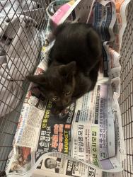 Shelter Stray Female Cat last seen , 1850 W 60th St, Los Angeles, CA 90047, USA