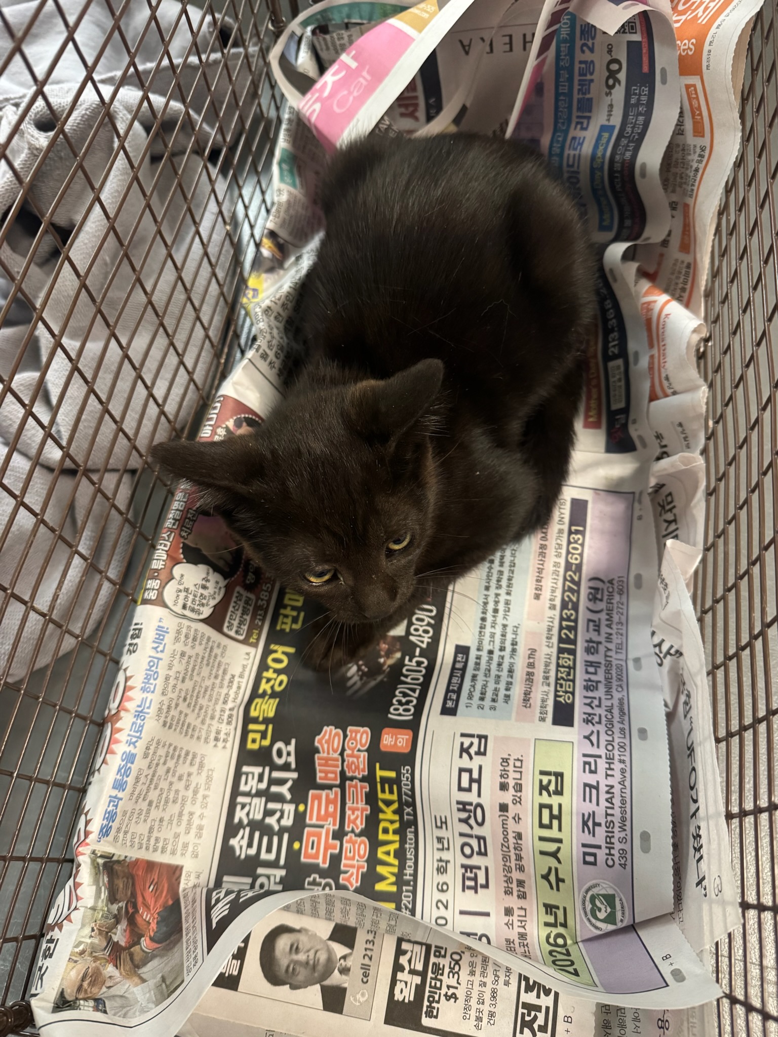 Shelter Stray Female Cat last seen , 1850 W 60th St, Los Angeles, CA 90047, USA