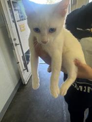 Shelter Stray Female Cat last seen , 1850 W 60th St, Los Angeles, CA 90047, USA