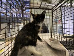 Shelter Stray Unknown Cat last seen , 1850 W 60th St, Los Angeles, CA 90047, USA