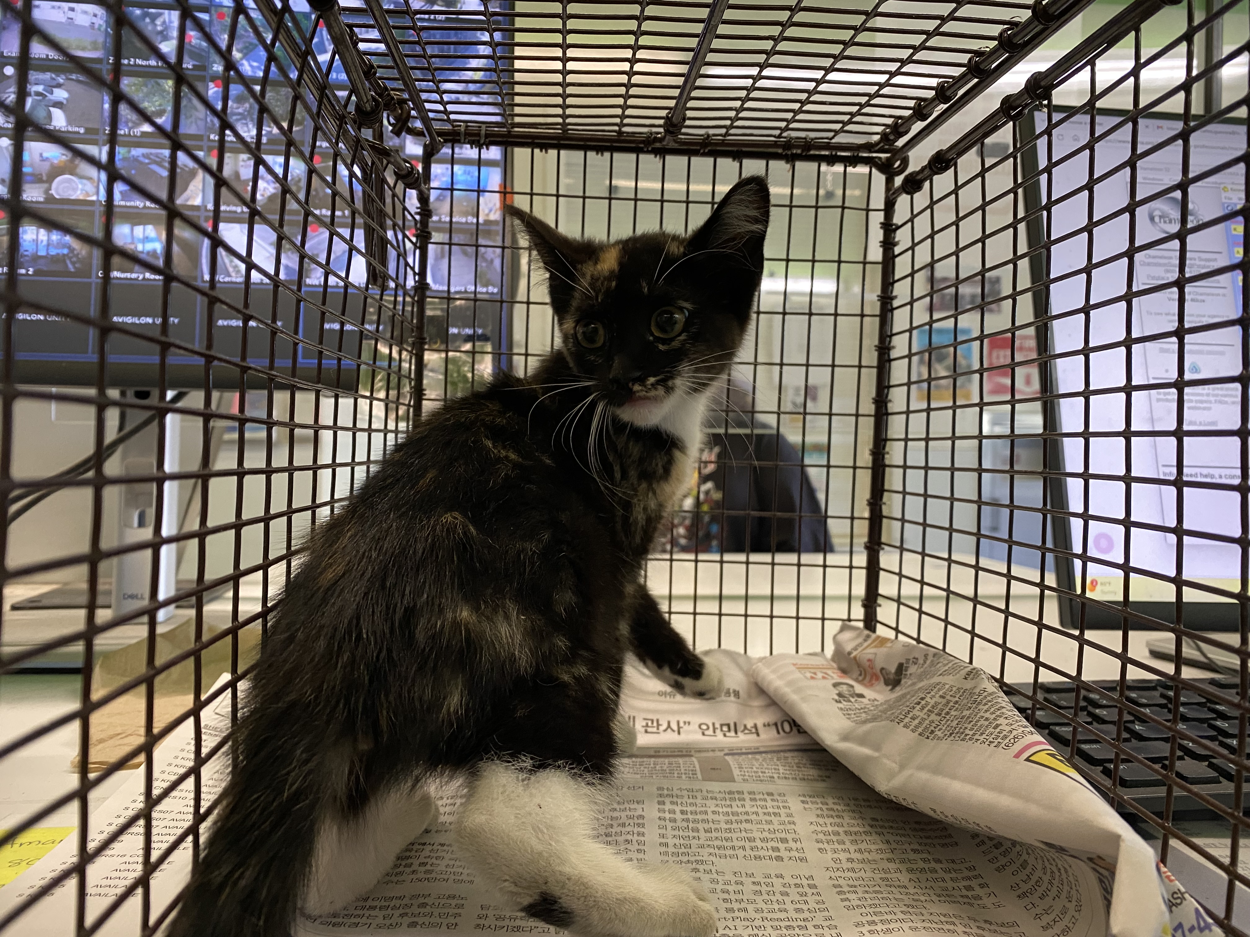 Shelter Stray Unknown Cat last seen , 1850 W 60th St, Los Angeles, CA 90047, USA
