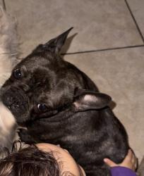 Lost Female Dog last seen Ash and Jefferson, Escondido, CA 92027