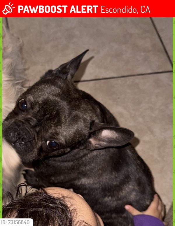 Lost Female Dog last seen Ash and Jefferson, Escondido, CA 92027