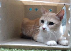 Shelter Stray Female Cat last seen , 11258 Garfield Ave, Downey, CA 90242, USA