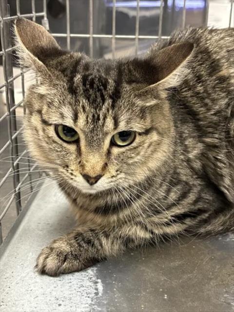 Shelter Stray Female Cat last seen ALTO AVE & N HOLLYWOOD BLVD, 655 N Mojave Rd, Las Vegas, NV 89101, USA