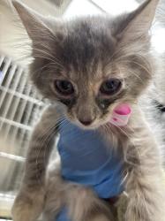 Shelter Stray Female Cat last seen Near BLK OF BOULDER HWY, 655 N Mojave Rd, Las Vegas, NV 89101, USA