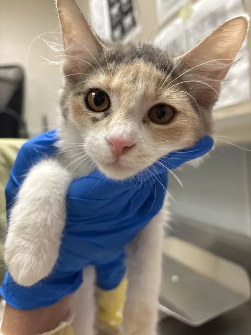 Shelter Stray Female Cat last seen Near BLK OF BOULDER HWY, 655 N Mojave Rd, Las Vegas, NV 89101, USA