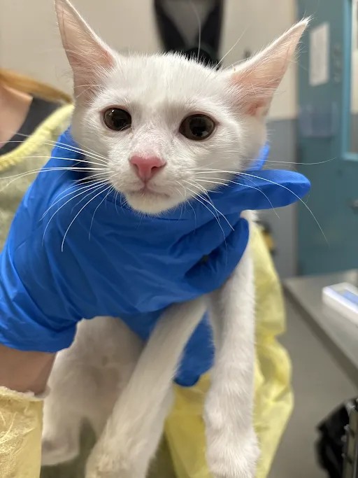 Shelter Stray Male Cat last seen Near BLK OF BOULDER HWY, 655 N Mojave Rd, Las Vegas, NV 89101, USA