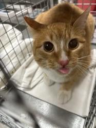 Shelter Stray Female Cat last seen HIDDEN PALMS PKWY & E PEBBLE RD, 655 N Mojave Rd, Las Vegas, NV 89101, USA