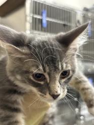 Shelter Stray Male Cat last seen Near BLK OF BOULDER HWY, 655 N Mojave Rd, Las Vegas, NV 89101, USA