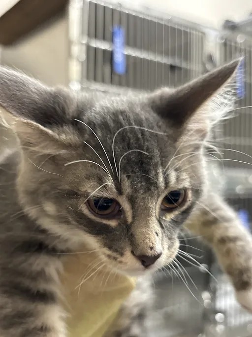 Shelter Stray Male Cat last seen Near BLK OF BOULDER HWY, 655 N Mojave Rd, Las Vegas, NV 89101, USA