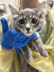 Shelter Stray Female Cat last seen Near BLK OF BOULDER HWY, 655 N Mojave Rd, Las Vegas, NV 89101, USA