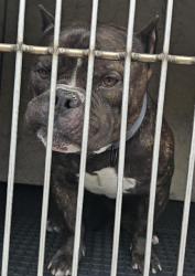 Shelter Stray Male Dog last seen Near BLOCK KYLE CANYON RD, LAS VEGAS NV 89124, 655 N Mojave Rd, Las Vegas, NV 89101, USA