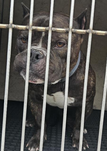 Shelter Stray Male Dog last seen Near BLOCK KYLE CANYON RD, LAS VEGAS NV 89124, 655 N Mojave Rd, Las Vegas, NV 89101, USA