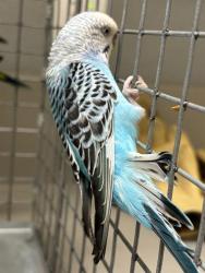 Shelter Stray Unknown Bird last seen Near BLOCK JOHN BELGER DR LAS VEGAS NV 89117, 655 N Mojave Rd, Las Vegas, NV 89101, USA