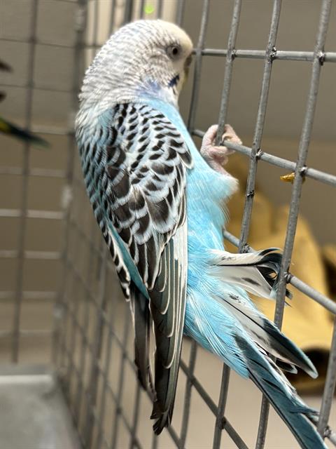 Shelter Stray Unknown Bird last seen Near BLOCK JOHN BELGER DR LAS VEGAS NV 89117, 655 N Mojave Rd, Las Vegas, NV 89101, USA