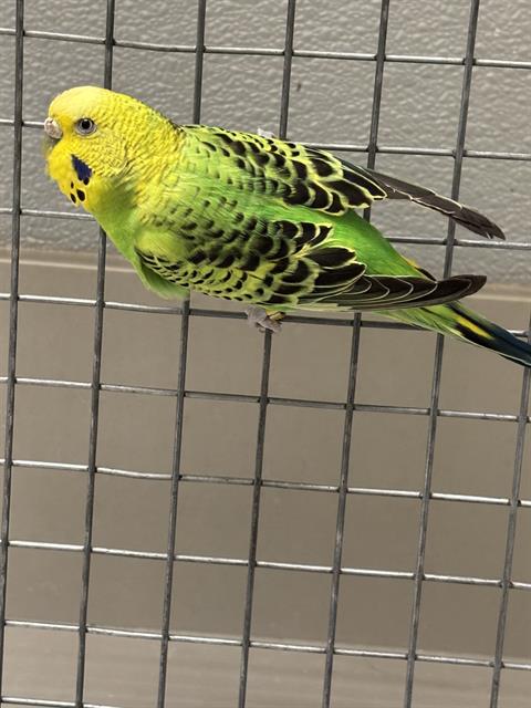 Shelter Stray Unknown Bird last seen Near BLOCK JOHN BELGER DR LAS VEGAS NV 89117, 655 N Mojave Rd, Las Vegas, NV 89101, USA