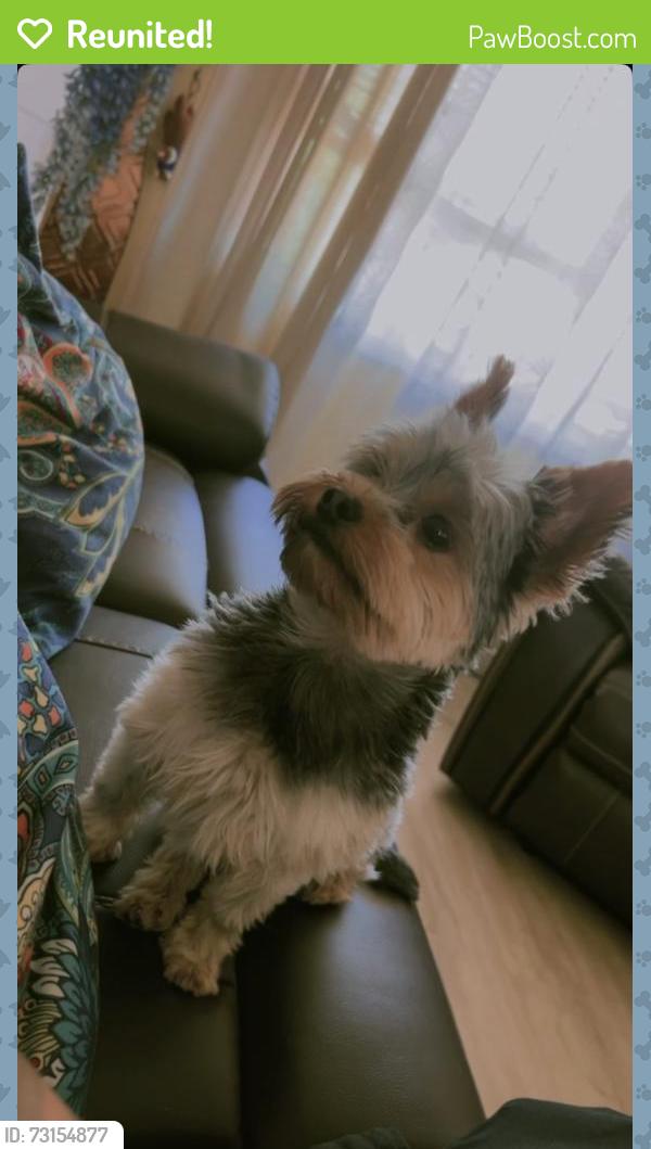 Reunited Male Dog last seen Paseo grande San Lorenzo ca, San Lorenzo, CA 94580