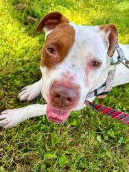 Shelter Stray Female Dog last seen Near BLOCK BOHNE AVE, 3528 Newburg Rd, Louisville, KY 40218, USA