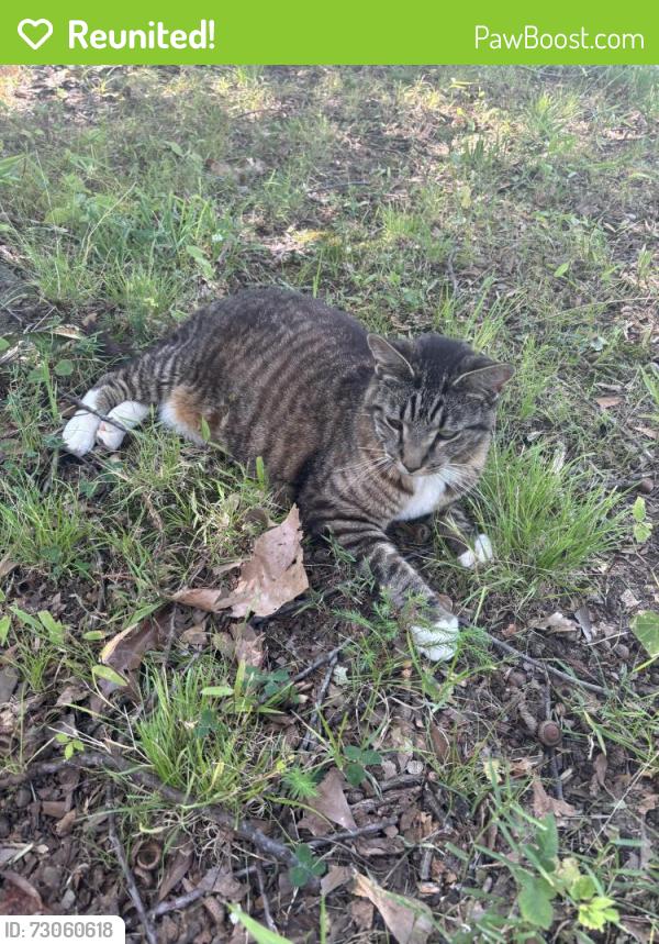 Reunited Female Cat last seen Old Charlottes Rd. Concord N.C. Near what a burger, Concord, NC 28027