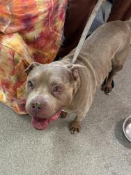 Shelter Stray Male Dog last seen Near BLOCK MONACO DR, 3528 Newburg Rd, Louisville, KY 40218, USA