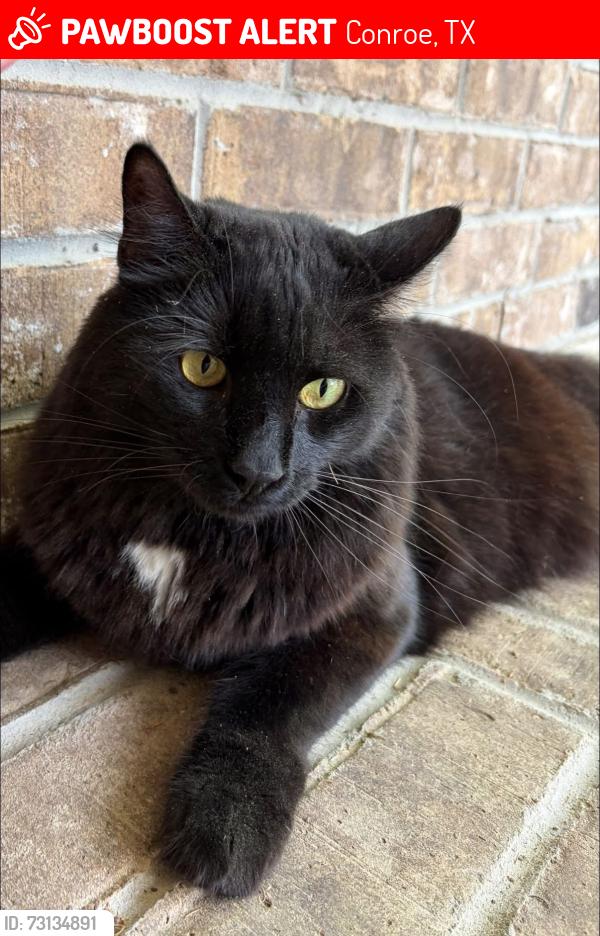 Lost Male Cat last seen Rowan Tree Place, Conroe, TX 77384