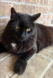 Lost Male Cat last seen Rowan Tree Place, Conroe, TX 77384