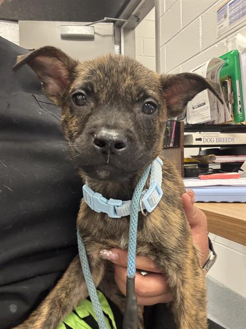 Shelter Stray Male Dog last seen Near, 2600 S Harding St, Indianapolis, IN 46221, USA