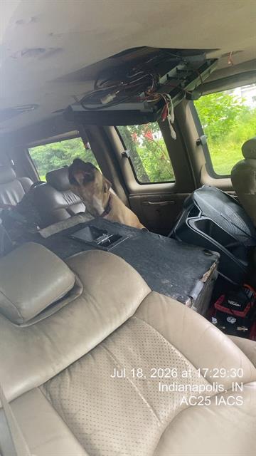 Shelter Stray Female Dog last seen Near, 2600 S Harding St, Indianapolis, IN 46221, USA