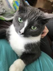 Reunited Female Cat last seen Bayou Boulevard and 12tg Avenue, Pensacola, FL 32503