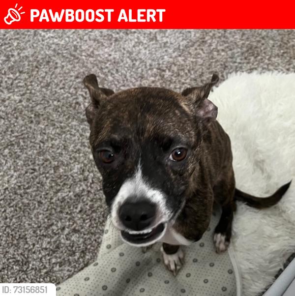 Lost Male Dog last seen Cypress village dr, Canyon Village At Cypress Springs, TX 77433