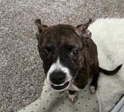Lost Male Dog last seen Cypress village dr, Canyon Village At Cypress Springs, TX 77433