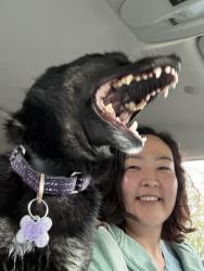 Reunited Female Dog last seen University lake medical building, Anchorage, AK 99508