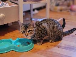 Reunited Male Cat last seen Theirry/chinouard lasalle H8n1h2, Montreal, QC H8N
