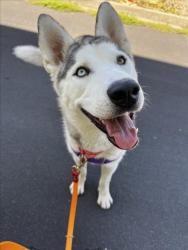 Shelter Stray Female Dog last seen BAILEY RANCH/BLUE SHADOW, 16 Barnes Ct, Hayward, CA 94544, USA